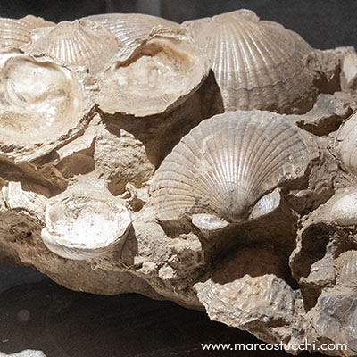 Museo Geologico di Castell'Arquato