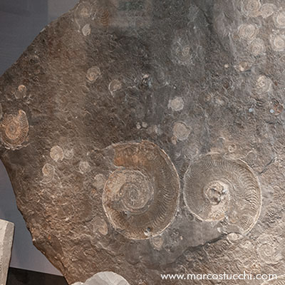 Museo Geologico di Castell'Arquato