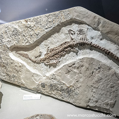 Museo Geologico di Castell'Arquato