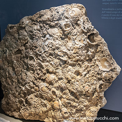 Museo Geologico di Castell'Arquato